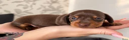 Miniature Dachshund dogs for sale: 🐾 LAST BOY LEFT - adorable miniature dachshund 🐾 - Advert 27