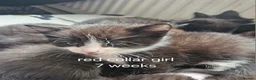 Mixed Breed cats for sale: 5 black/ black and white kittens - Advert 8