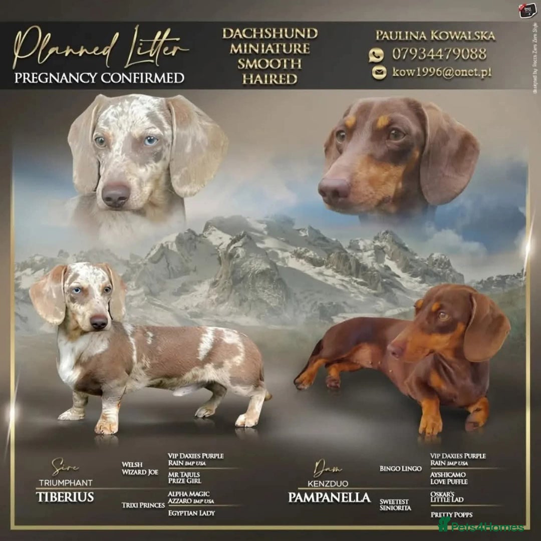 Miniature Dachshund dogs for sale: Stunning KC miniaturedachshunds KC - Advert 3