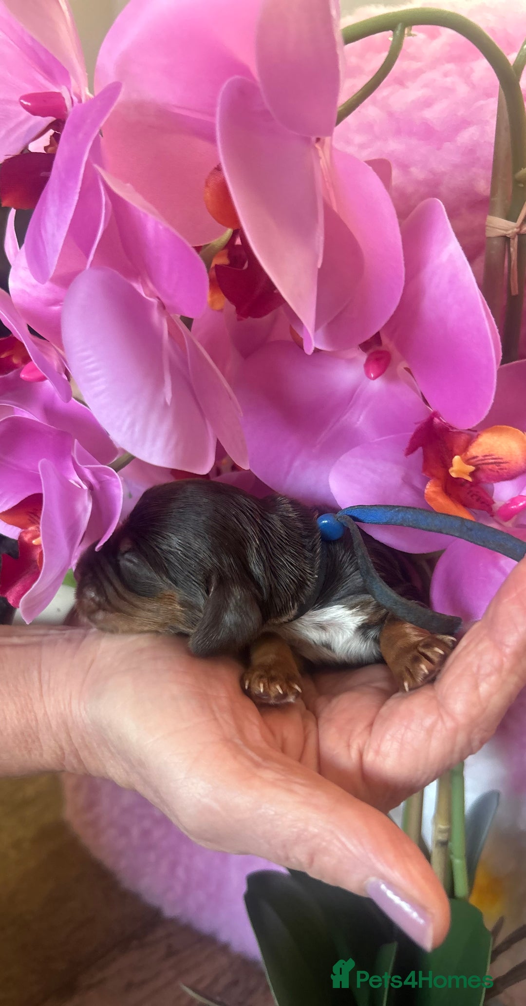 Cocker Spaniel dogs for sale: Stunning litter of show cocker spaniels  - Image 30