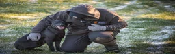 Labrador Retriever dogs for sale: KC registered Labrador pups from top working lines in Rugby - Advert 14