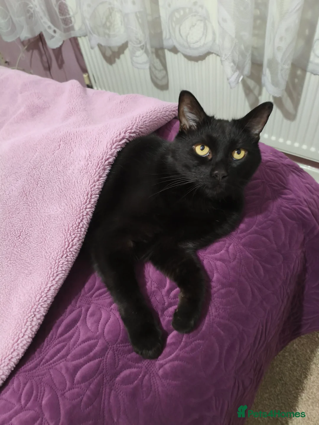 Gallery Image {{count}}