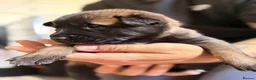 Belgian Shepherd Dog dogs for sale: Stunning Belgian Malinois Puppies  - Advert 17
