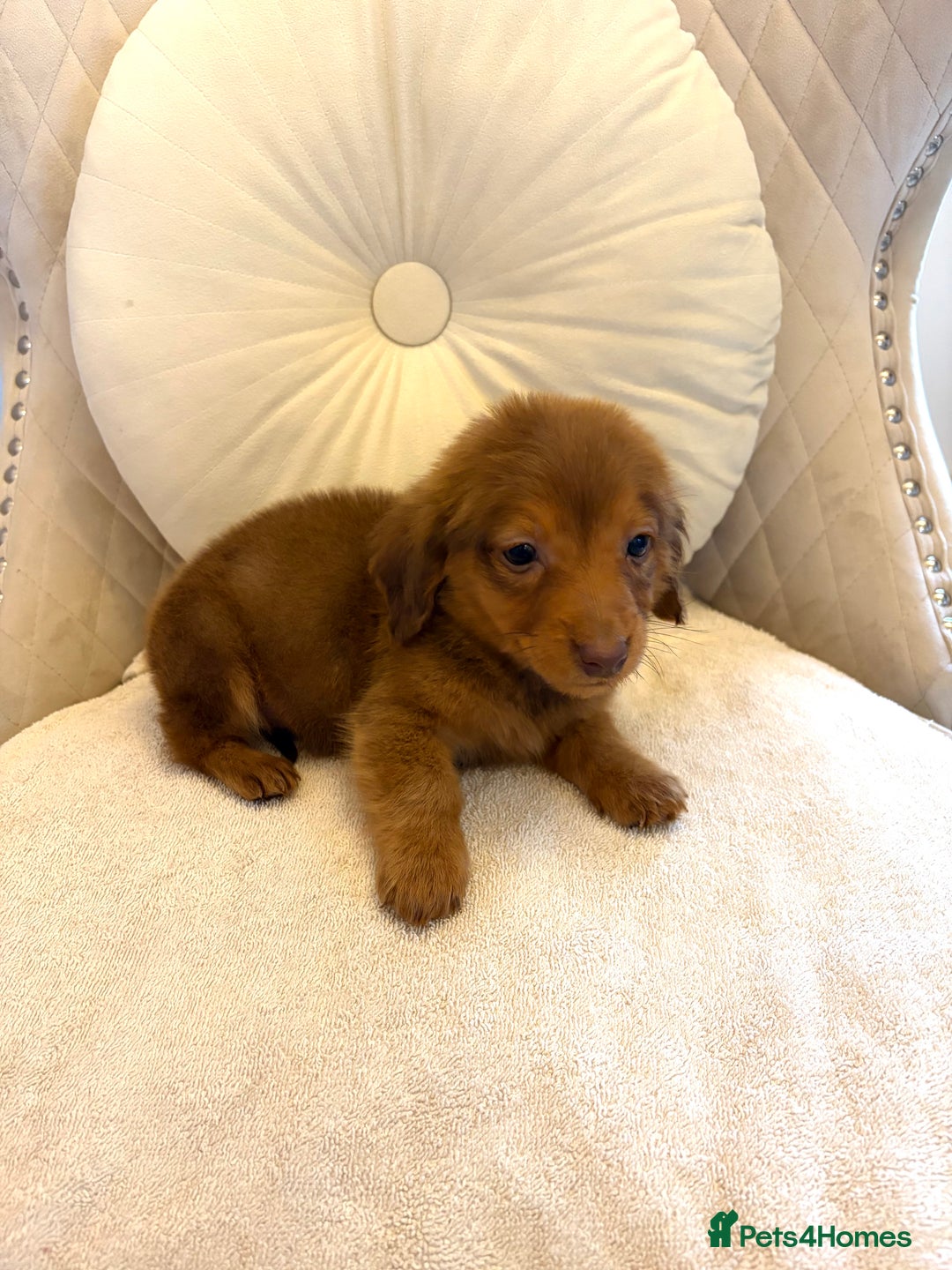 Miniature Dachshund dogs for sale: Dachshund puppy only 1 Boy still available  - Advert 39