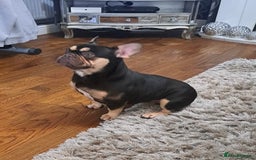 French Bulldog dogs for sale: Top Quality Frenchie Pups - Image 5