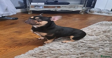French Bulldog dogs - Advert 11