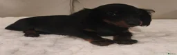Miniature Dachshund dogs for sale: Long hair Miniature dachshund boy in Preston - Advert 6