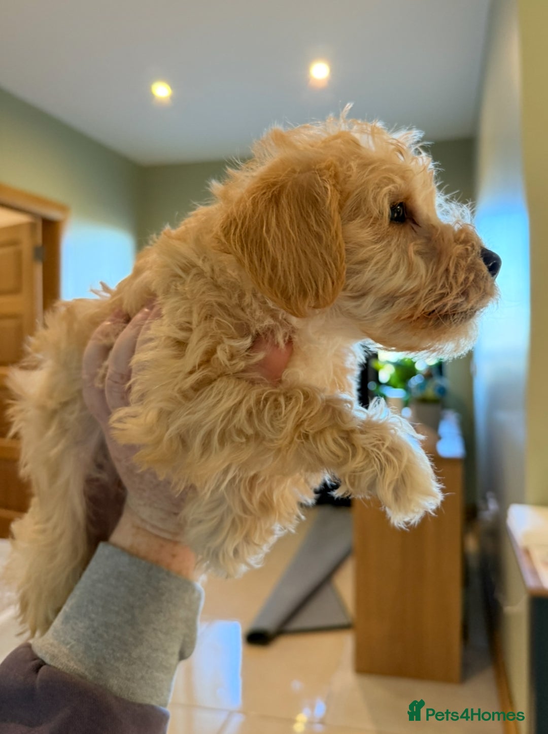 Mixed Breed dogs for sale: Toy/Mini Schnoodle Puppies  - Advert 13