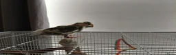 Parakeets birds for sale: Kakariki - Baby Kakariki - Ready now - Kakarikis - Advert 2