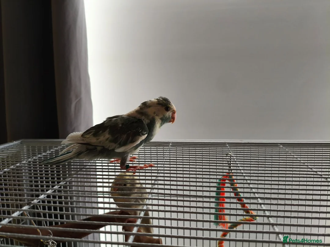 Parakeets birds for sale: Kakariki - Baby Kakariki - Ready now - Kakarikis - Advert 2