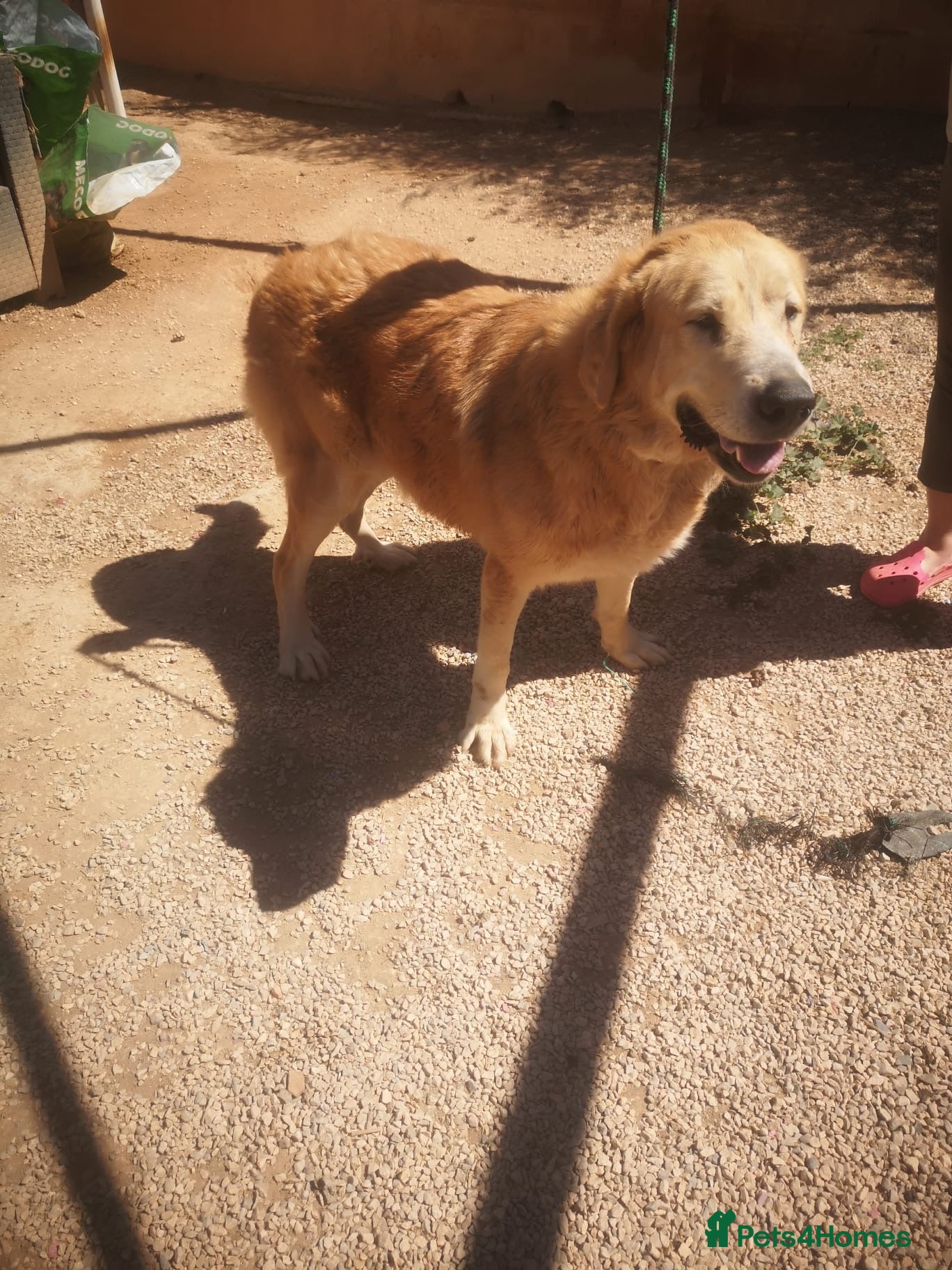 Mixed Breed dogs 🚨URGENT🚨 MARY🩷🐾 - Advert 1