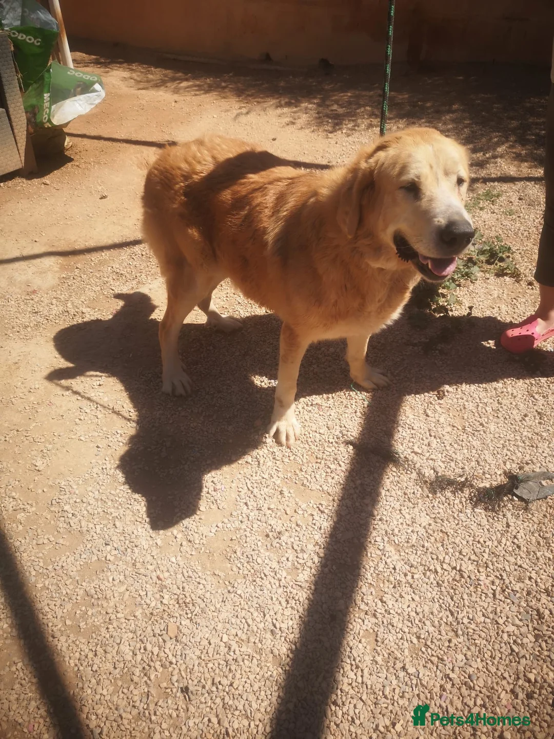 Mixed Breed dogs for adoption: 🚨URGENT🚨 MARY🩷🐾 in Hengoed - Advert 1