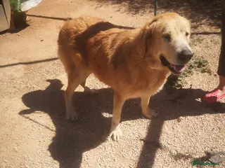 Mixed Breed dogs 🚨URGENT🚨 MARY🩷🐾 - Advert 1