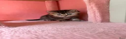 British Shorthair cats for sale: Adorable Golden British Shorthair Kitten - Advert 3