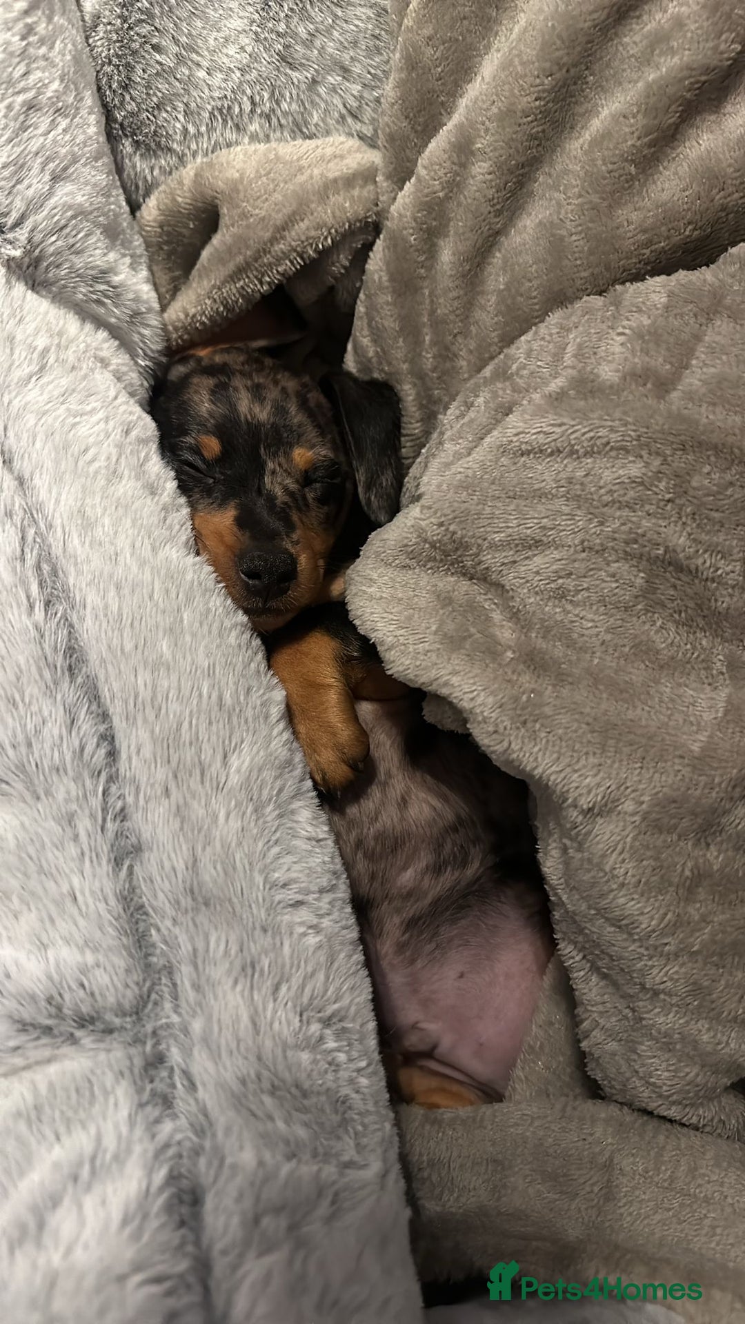 Dachshund dogs for sale: Mini dachshund puppies  - Image 10