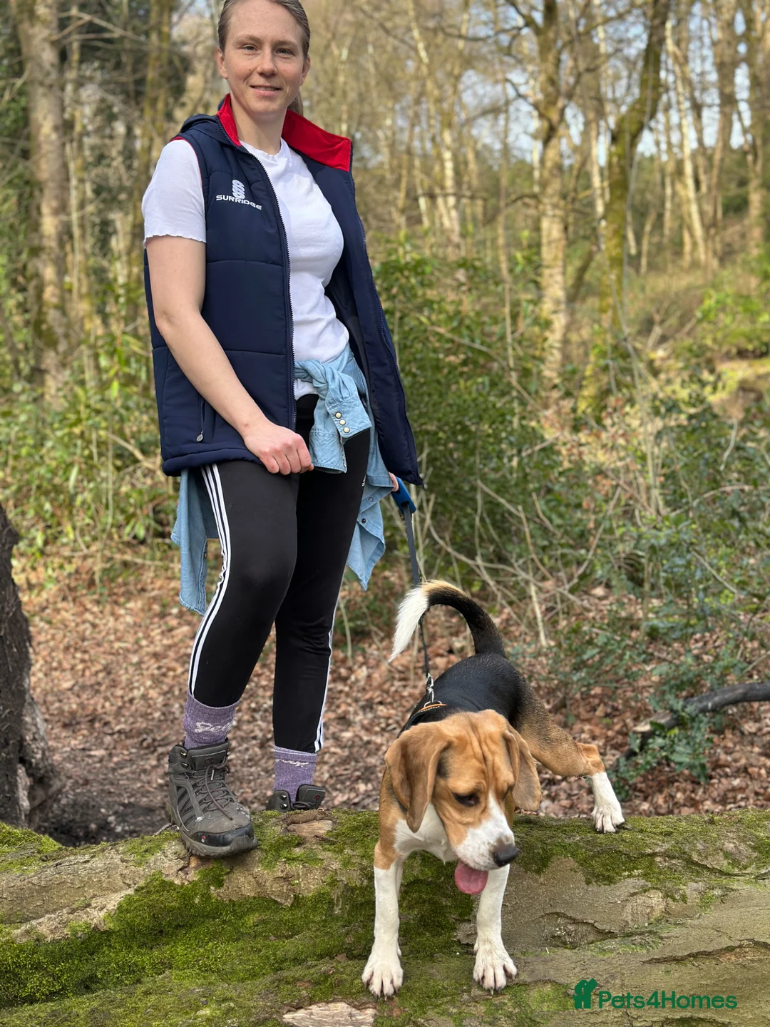 Beagle dogs for sale: Beagle 1 year old Toby - Advert 4