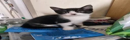 Mixed Breed cats for sale: Adorable Litter of 4 Loving Home Raised Kittens 🐾 - Advert 5