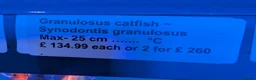 Catfish fish for sale: Synodontis Granulosus  in Great Yarmouth - Advert 3