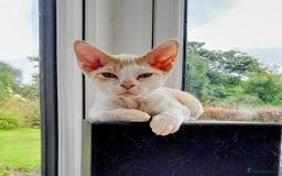 Devon Rex cats for sale: Adorable Devon Rex Kittens  - 2 girls - Image 5