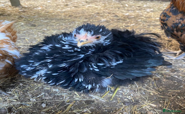 Chickens poultry Beautiful bantam chickens 🐓  - Advert 16