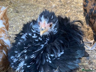 Chickens poultry Beautiful bantam chickens 🐓 - Advert 17