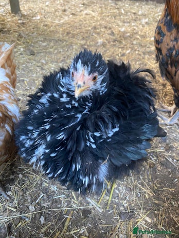 Chickens poultry Beautiful bantam chickens 🐓 - Advert 16
