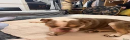 English Bulldog dogs for sale: Female English bulldog  for sale - Advert 3