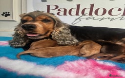 Cockapoo dogs for sale: ✨ Superb F1 Cockapoo pups ✨ - Image 2