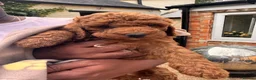 Australian Labradoodle dogs for sale: Double Doodles ( Australian mini labradoodles) - Advert 25
