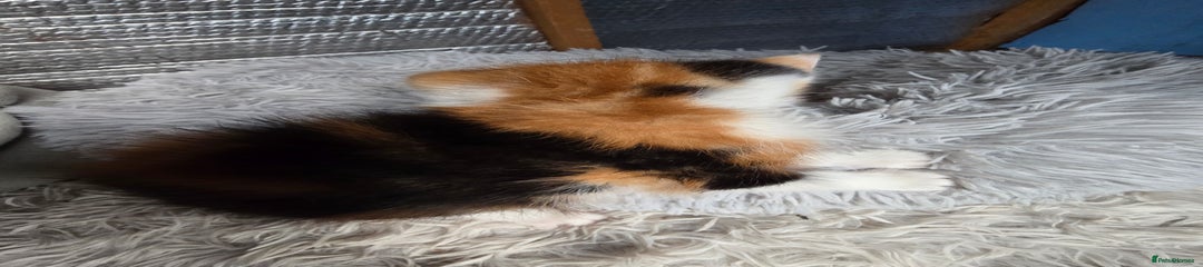 Mixed Breed Kitten 2