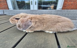 Mini Lop rabbits for sale: Baby mini lop rabbits  - Image 4