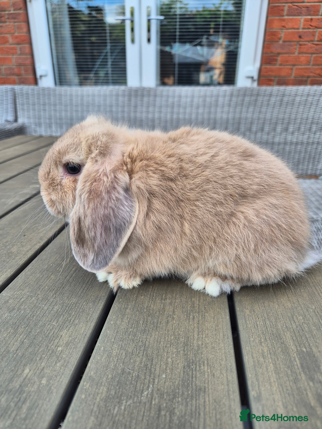 Mini Lop rabbits for sale: Baby mini lop rabbits  - Image 4