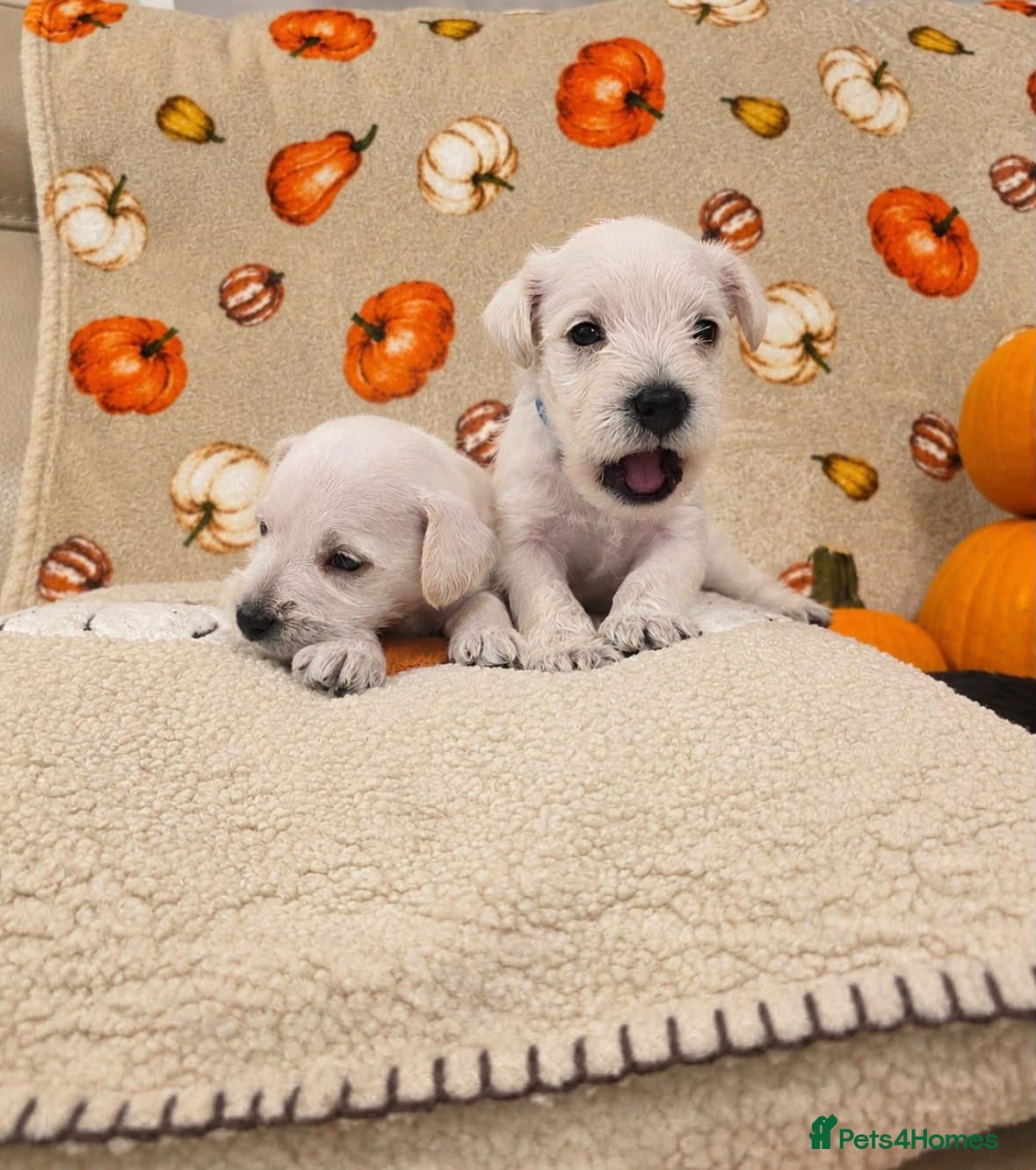 Miniature Schnauzer dogs for sale: KC miniature schnauzer Bva - Advert 2