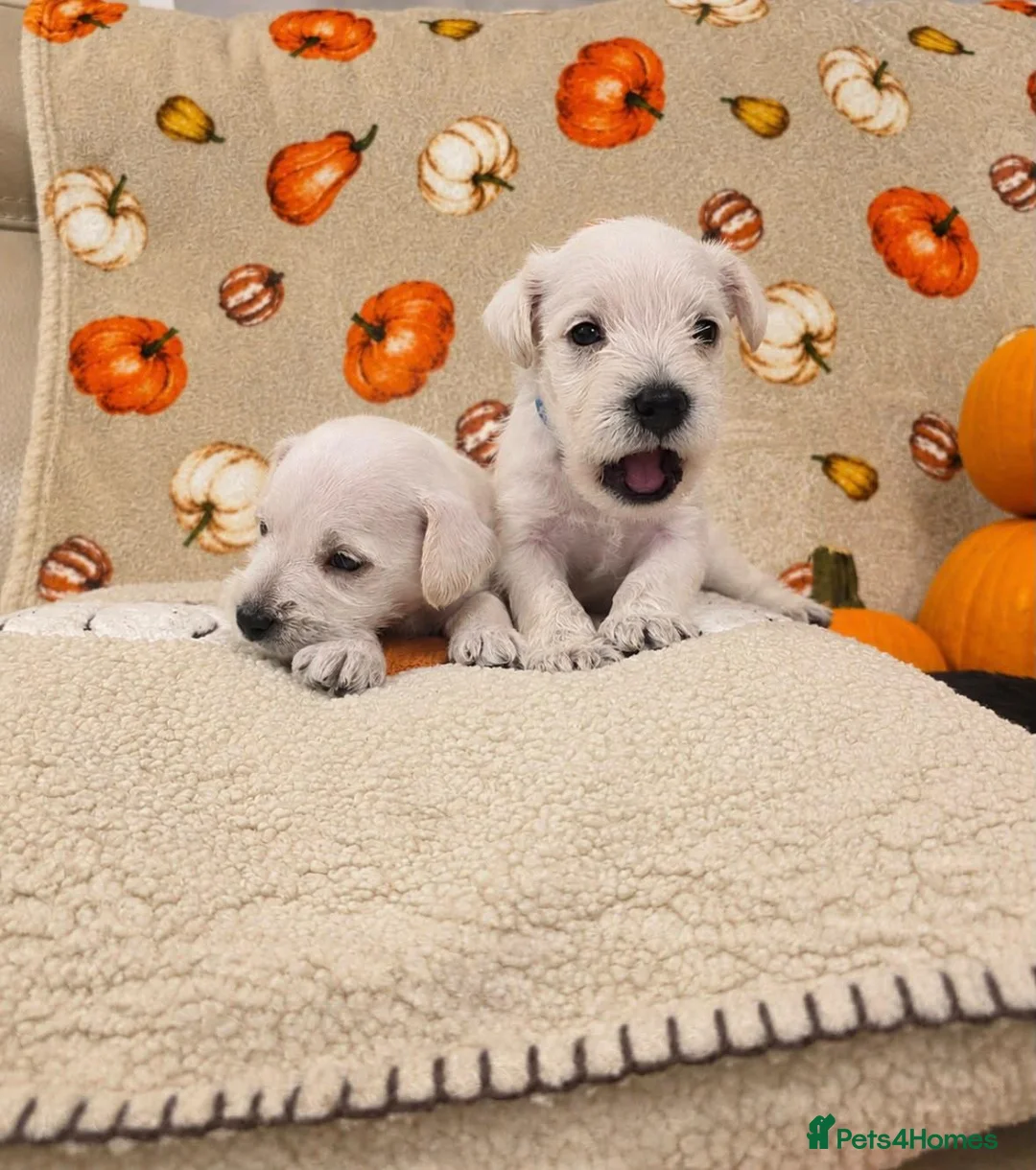 Miniature Schnauzer dogs for sale: KC miniature schnauzer Bva - Advert 2