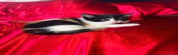 Mixed Breed cats for sale: Last 2 adorable kittens for sale - Advert 9