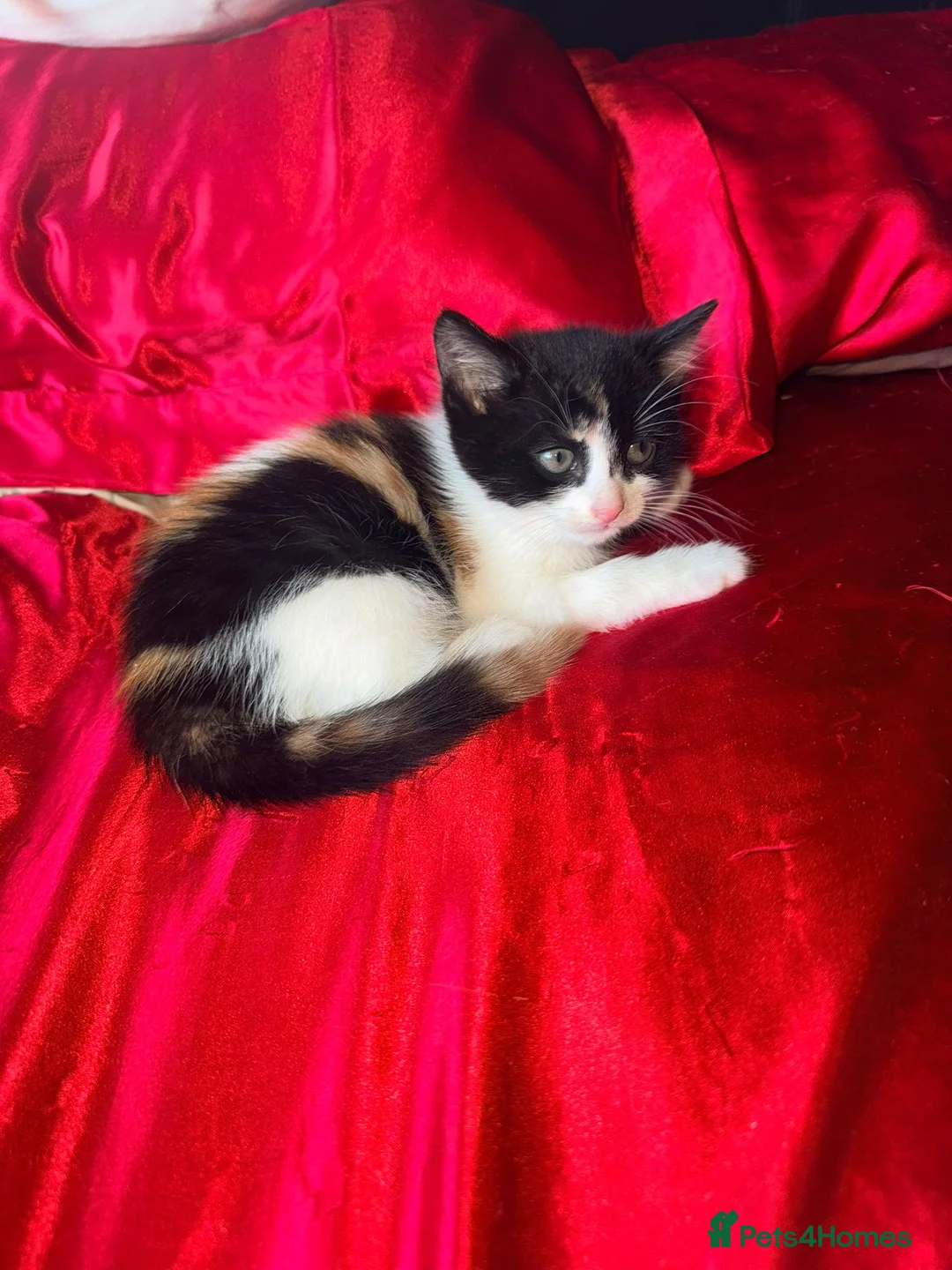 Mixed Breed cats for sale: Last 2 adorable kittens for sale - Advert 9