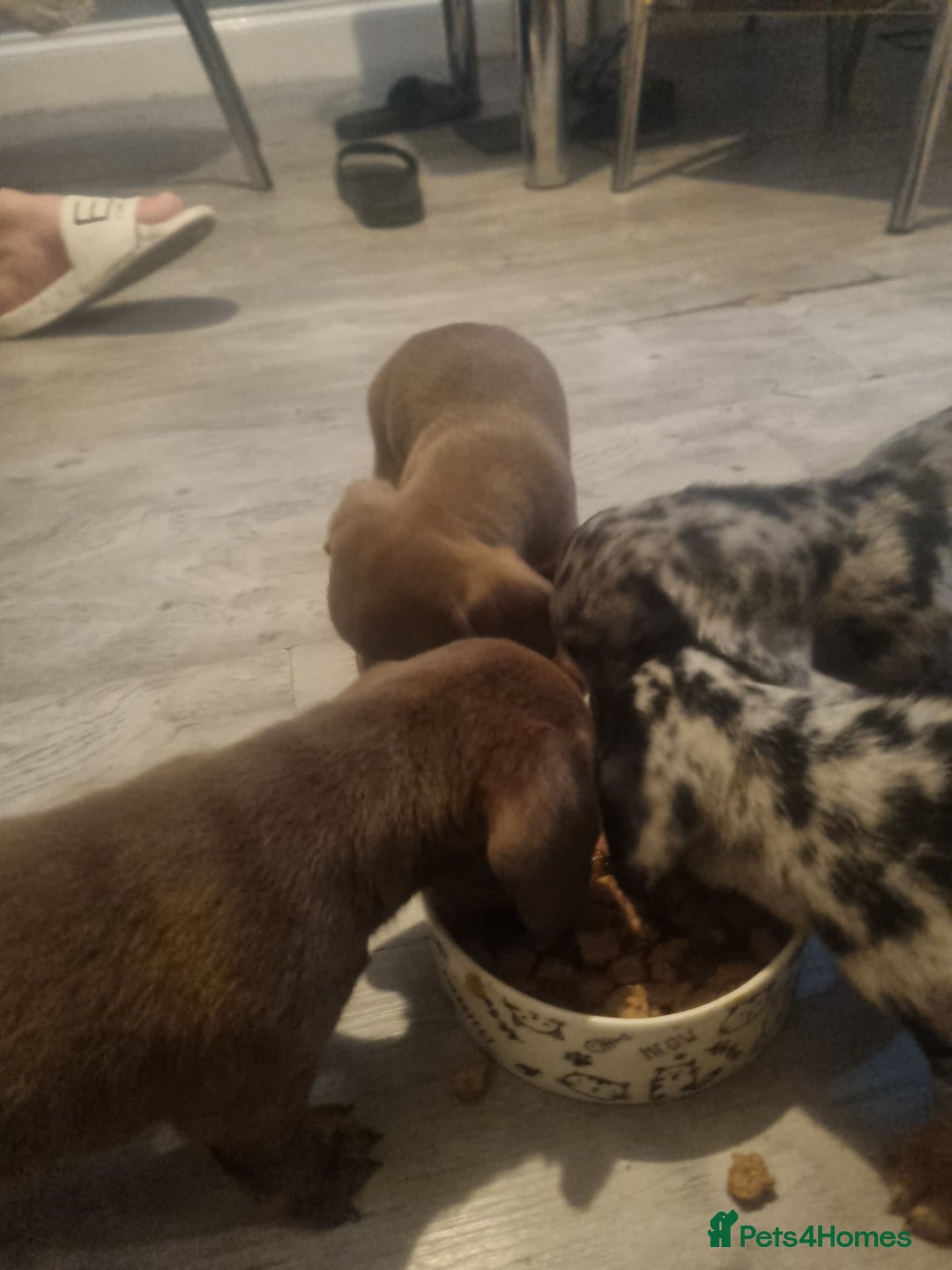 Miniature Dachshund dogs for sale: Miniature Dachshund  - Advert 13