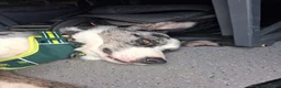 Border Collie dogs for sale: Blue merle bi eyed male for rehome in Huddersfield - Advert 10