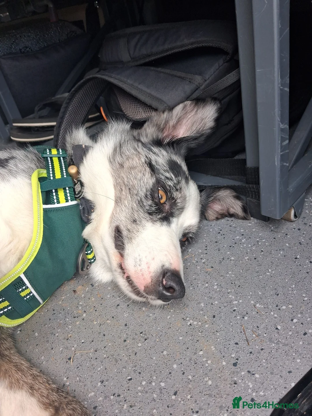 Border Collie dogs for sale: Blue merle bi eyed male for rehome in Huddersfield - Advert 10