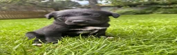 Borador dogs for sale: Collie x Labrador pups  in Llandrindod Wells - Advert 6