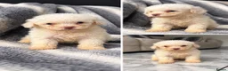 Poochon dogs for sale: Stunning F1b toy Poochon 5* rated graded health ✅ - Advert 12