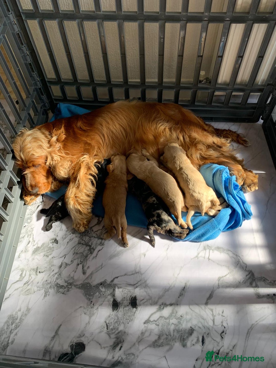 Cockapoo dogs for sale:  🐾SHOW TYPE F1 COCKAPOO PUPPIES 4 BOYS 2 GIRLS 🐾 - Image 19