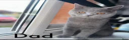British Shorthair cats for sale: British shorthair kittens - Advert 19