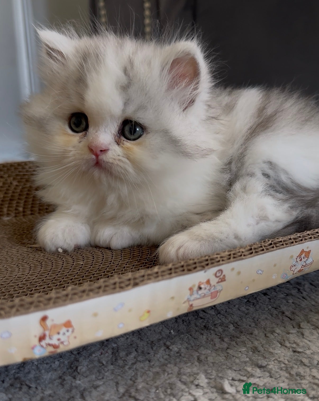 Persian cats for sale: Persian doll face kittens - Advert 4