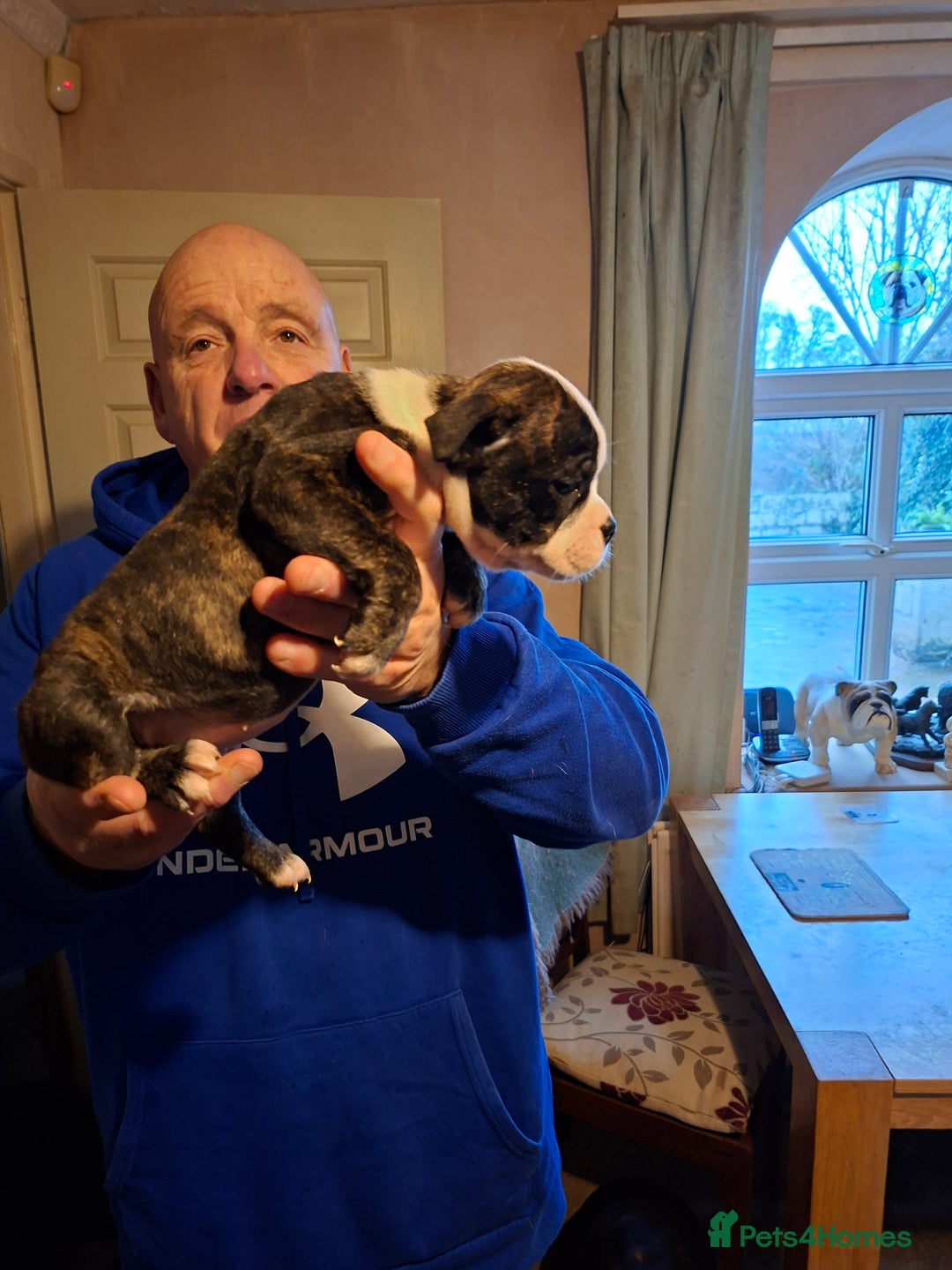 Mixed Breed dogs for sale: Big beautiful Bull Staffs  - Advert 2