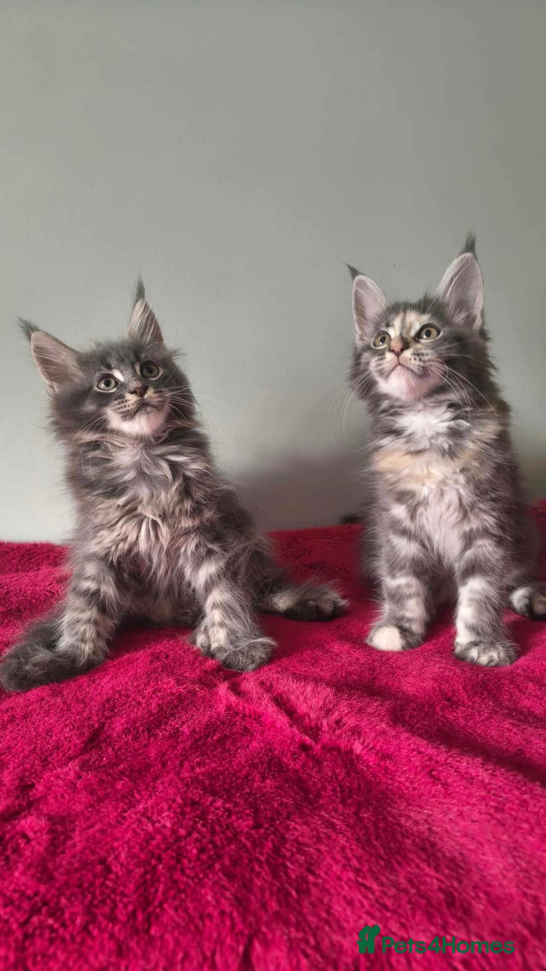 Maine Coon cats Tica registered Maine coon kittens - Advert 1
