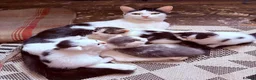 Mixed Breed cats for sale: Beautiful fluffy kittens  - Advert 9