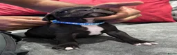 Staffordshire Bull Terrier dogs for sale: Stunning Health tested kc reg puppies  - Advert 20