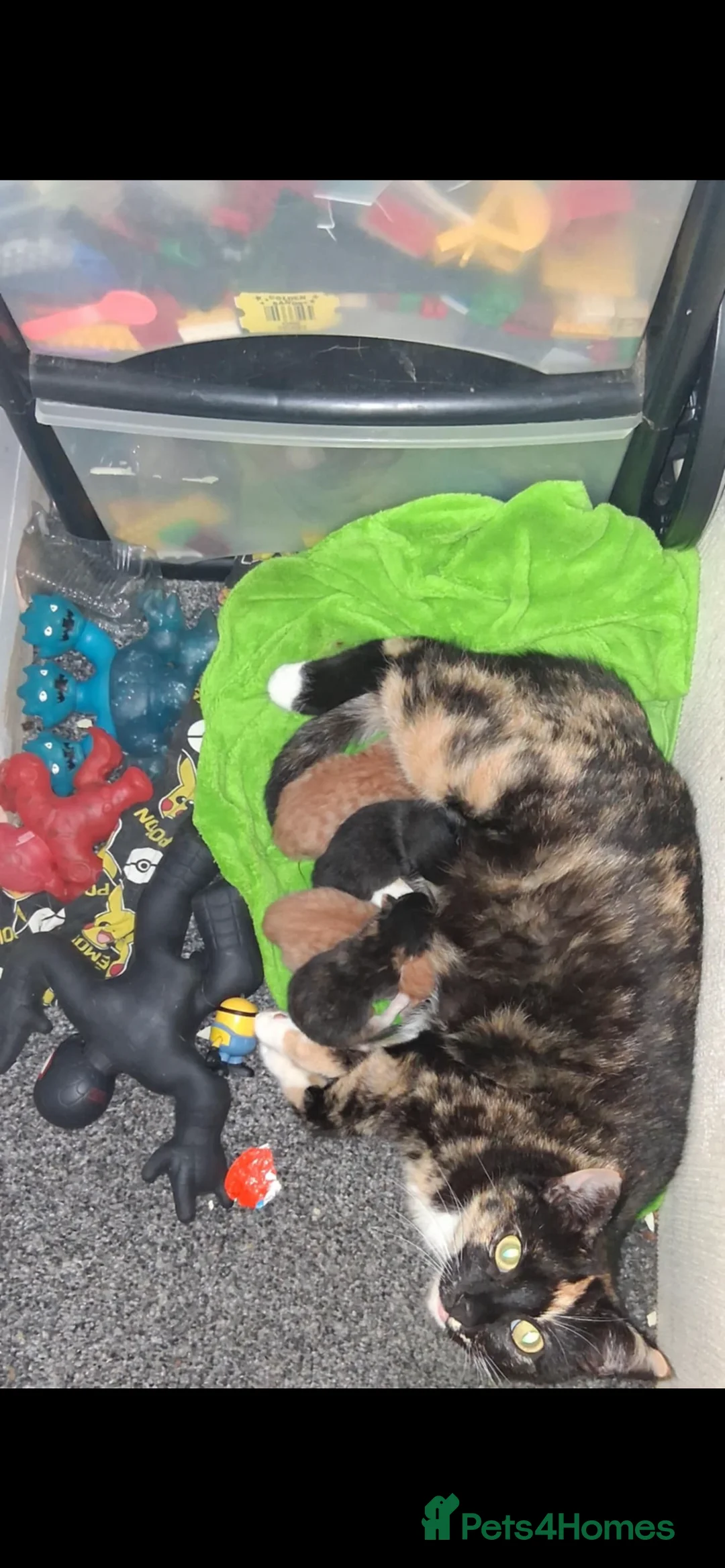 Domestic Shorthair cats for sale: tortie girl 🩷 - Advert 5