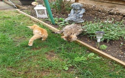 Mixed Breed cats for sale: Domestic Shorthair Kittens - Image 11